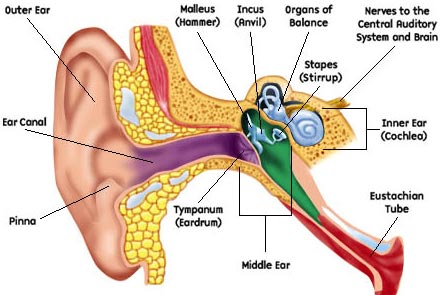 diagram middle ear